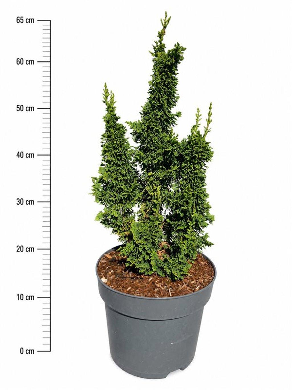 Горшечные цветы и растения оптом Thuja Occ Malonyana Holub от 1шт из Голландии с доставкой по России