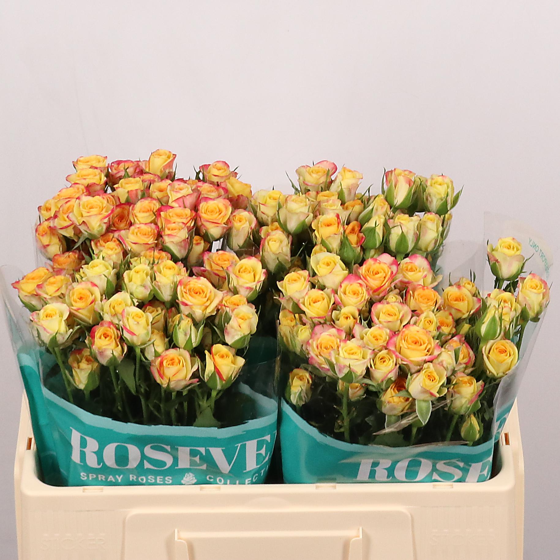 Срезанные цветы оптом Rosa spray smart rosever от 30шт из Голландии с доставкой по России
