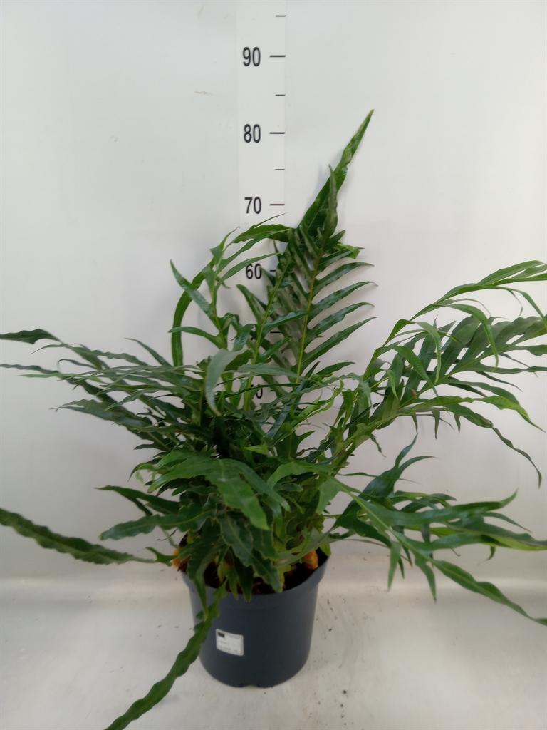 Горшечные цветы и растения оптом Aglaomorpha Coronans   ...juveniel от 1шт из Голландии с доставкой по России