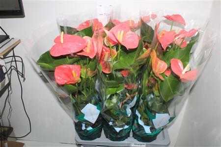 Горшечные цветы и растения оптом Anthu An Colorado P17 от 6шт из Голландии с доставкой по России