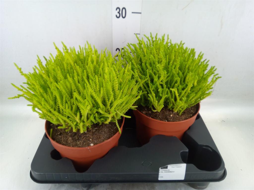 Горшечные цветы и растения оптом Crassula   ... от 2шт из Голландии с доставкой по России