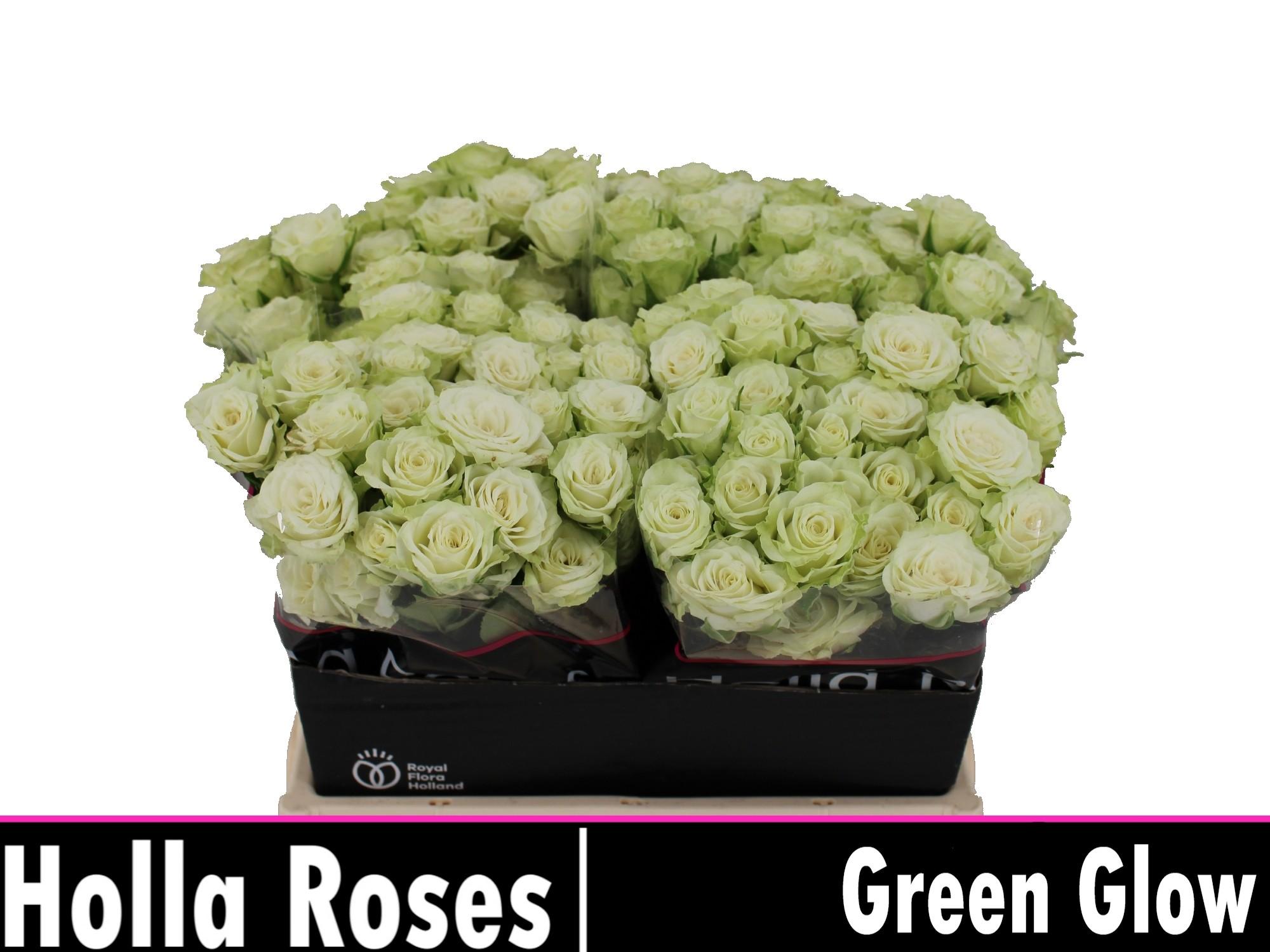 Срезанные цветы оптом Rosa spray green glow от 40шт из Голландии с доставкой по России