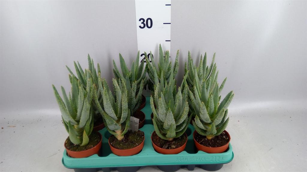 Горшечные цветы и растения оптом Aloe ... A от 12шт (для телеги) из Голландии с доставкой по России