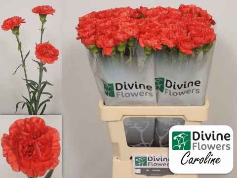 Срезанные цветы оптом Dianthus st caroline от 80шт из Голландии с доставкой по России