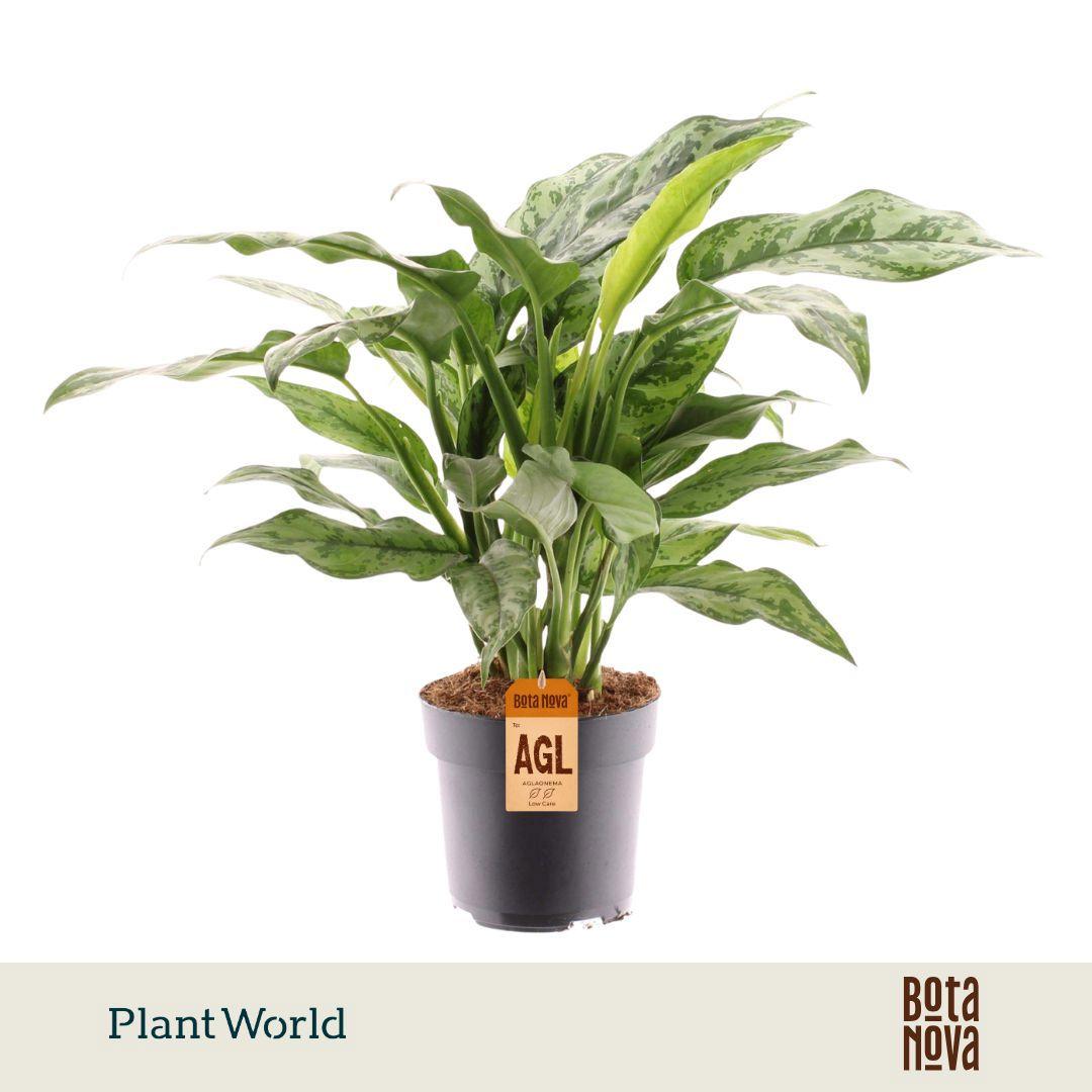 Горшечные цветы и растения оптом Aglaonema Romeo от 6шт из Голландии с доставкой по России