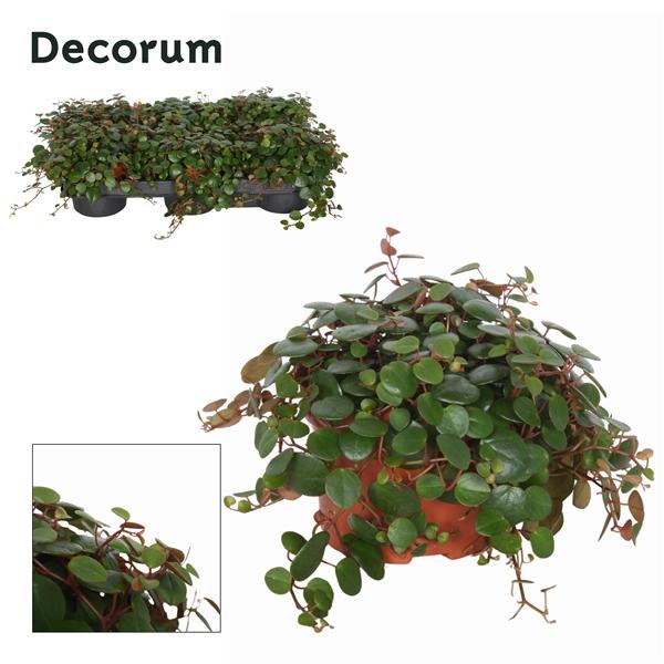 Горшечные цветы и растения оптом Peperomia Pepperspot от 6шт из Голландии с доставкой по России