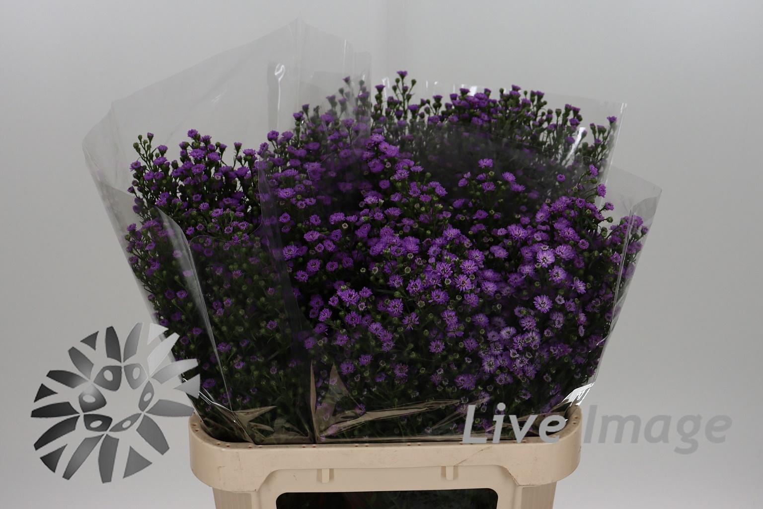 Срезанные цветы оптом Aster baby pink от 75шт из Голландии с доставкой по России