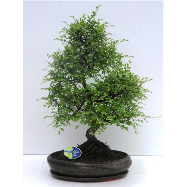 Горшечные цветы и растения оптом Bonsai Zelkova Parvifolia S-shape With Drip Tray от 1шт из Голландии с доставкой по России