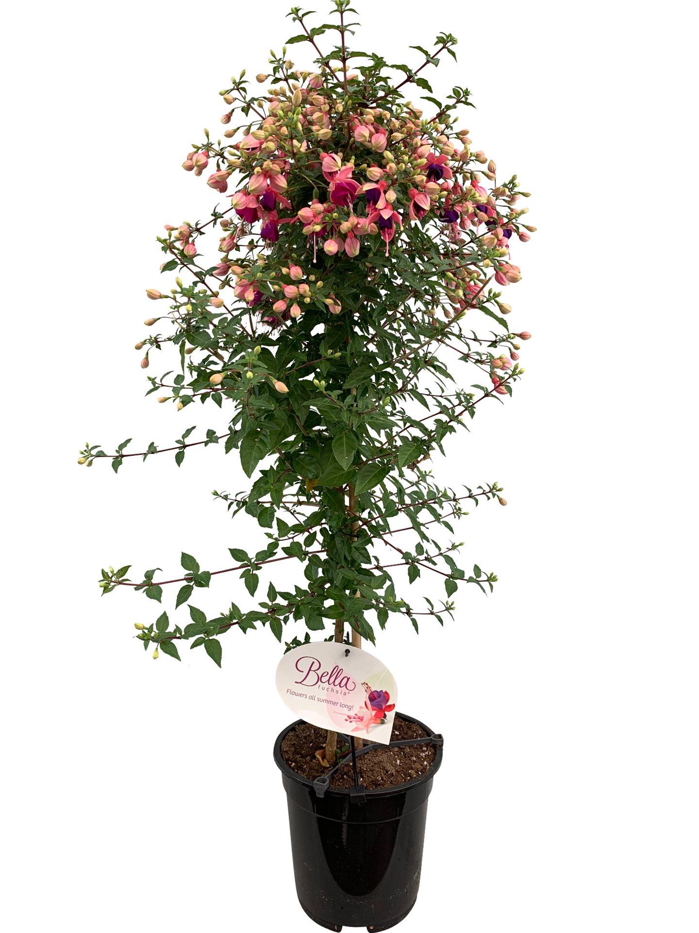 Горшечные цветы и растения оптом Fuchsia   ... от 3шт из Голландии с доставкой по России