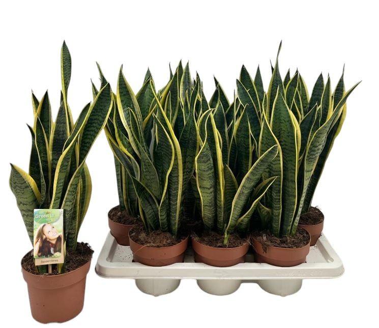 Горшечные цветы и растения оптом Sansevieria Laurentii A от 7шт из Голландии с доставкой по России