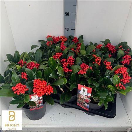 Горшечные цветы и растения оптом Skim J Temptation от 6шт из Голландии с доставкой по России