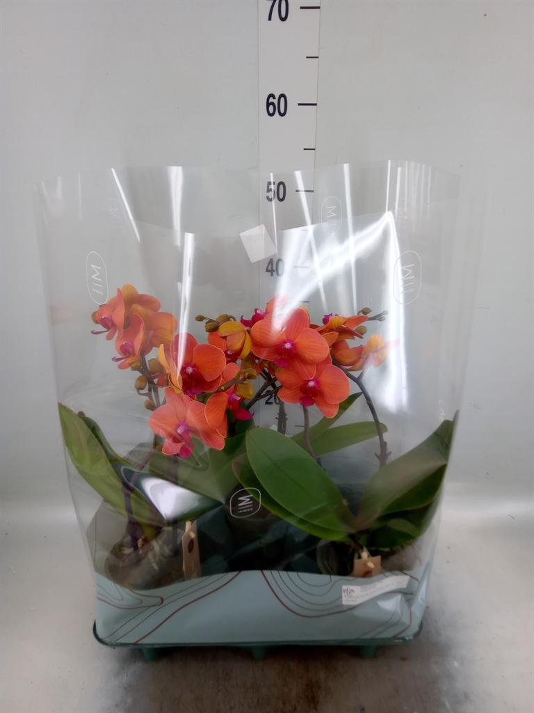 Горшечные цветы и растения оптом Phal 2st Yellow/orange Mix (tog) от 3шт из Голландии с доставкой по России
