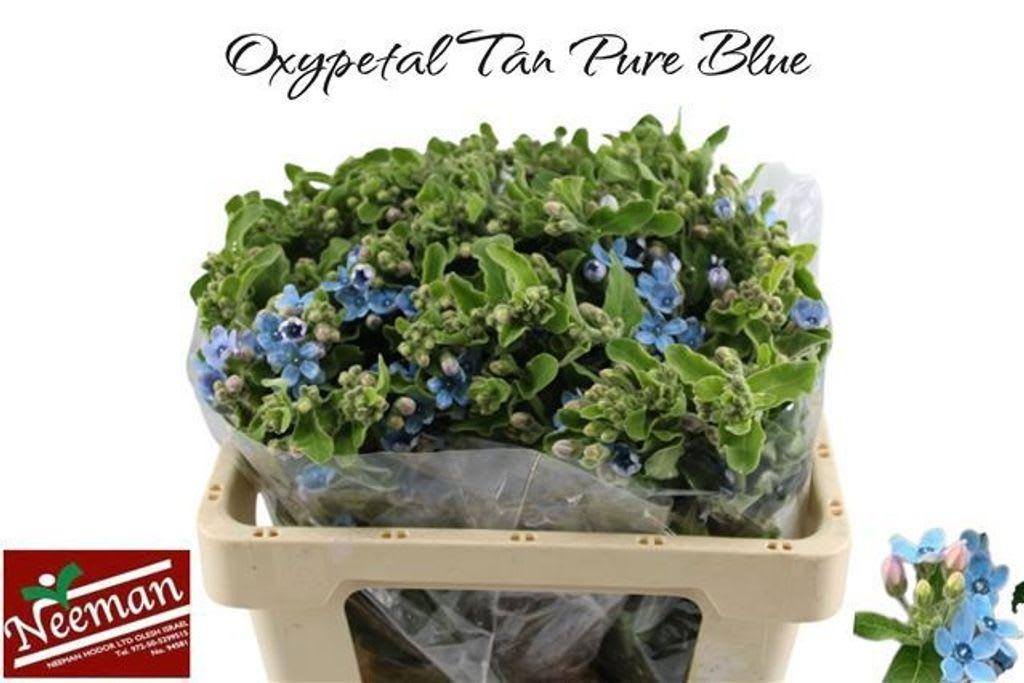 Срезанные цветы оптом Oxypetalum tanioka pure blue от 50шт из Голландии с доставкой по России