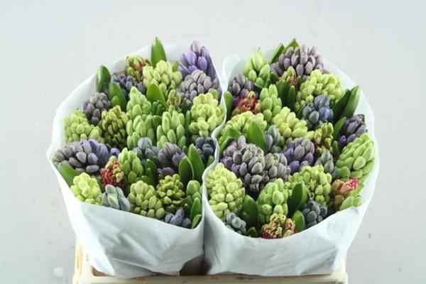 Срезанные цветы оптом Hyacinthus 5 colour mix in bucket от 50шт из Голландии с доставкой по России