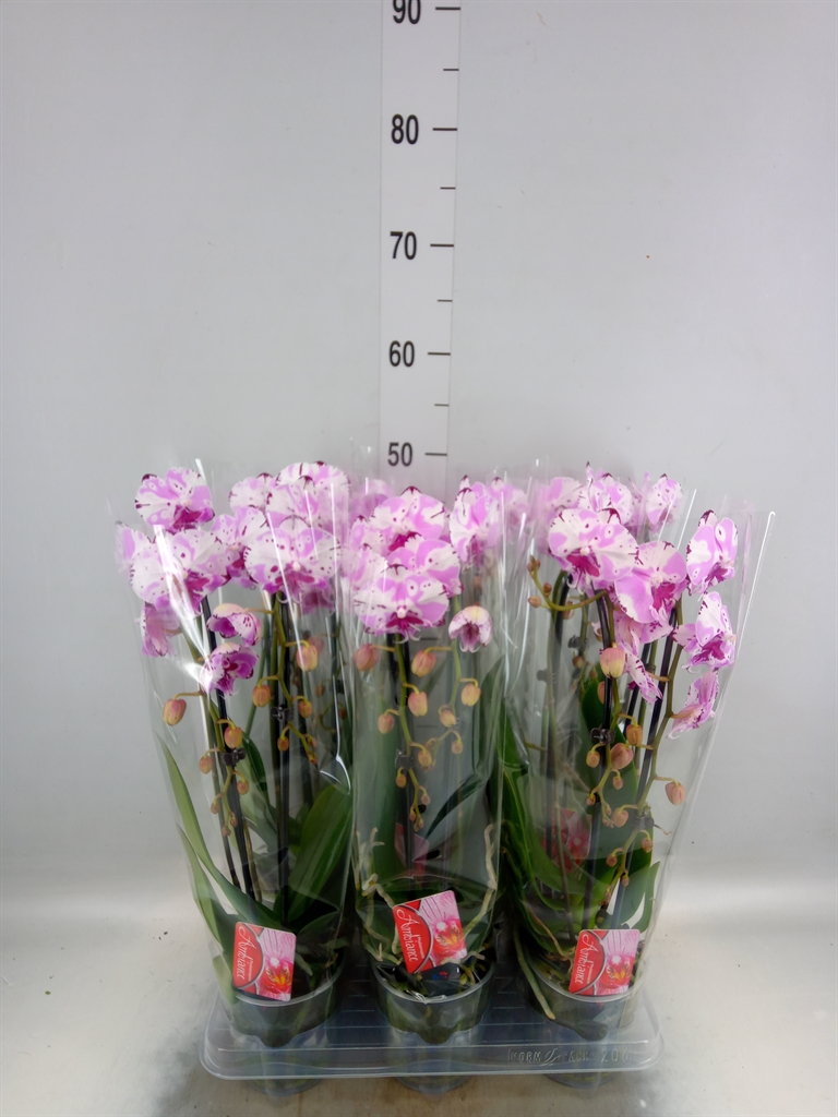 Горшечные цветы и растения оптом Phal Cascade 2st White 16+ (konst) от 6шт из Голландии с доставкой по России