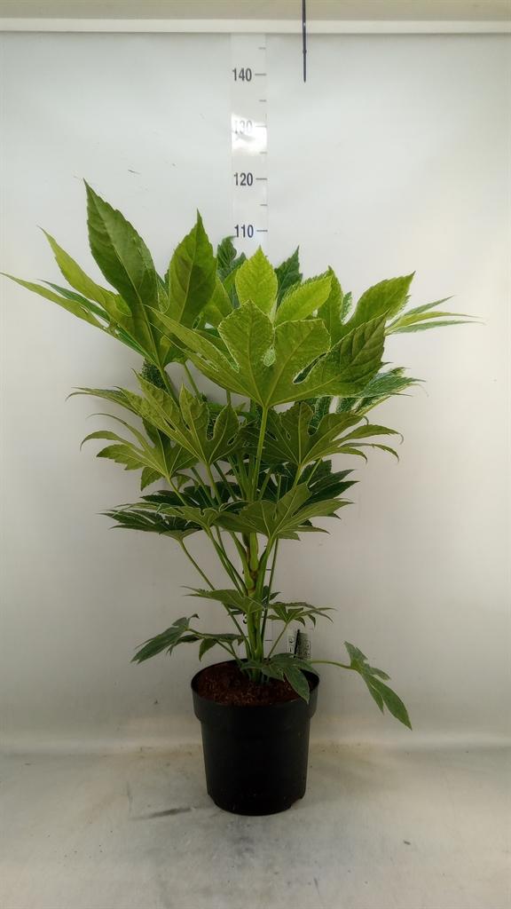 Горшечные цветы и растения оптом Fatsia Japonica   ... от 1шт из Голландии с доставкой по России