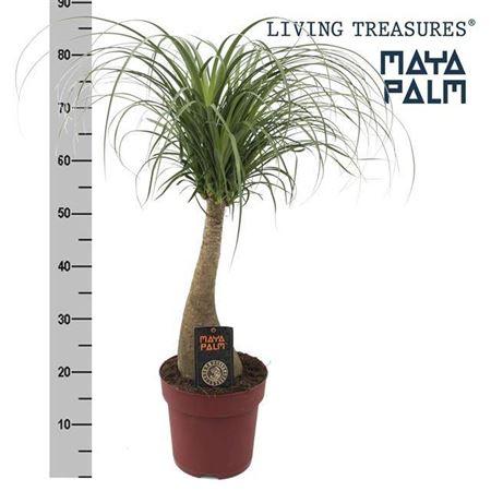 Горшечные цветы и растения оптом Beaucarnea Recur Maya Palm Xl от 1шт из Голландии с доставкой по России