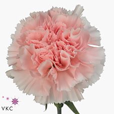 Срезанные цветы оптом Dianthus st pink bizet от 80шт из Голландии с доставкой по России