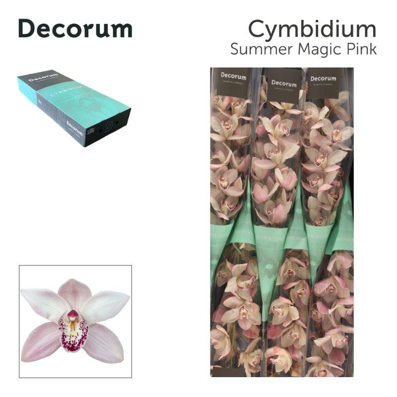 Срезанные цветы оптом Cymbidium pink summer magic pink от 9шт из Голландии с доставкой по России