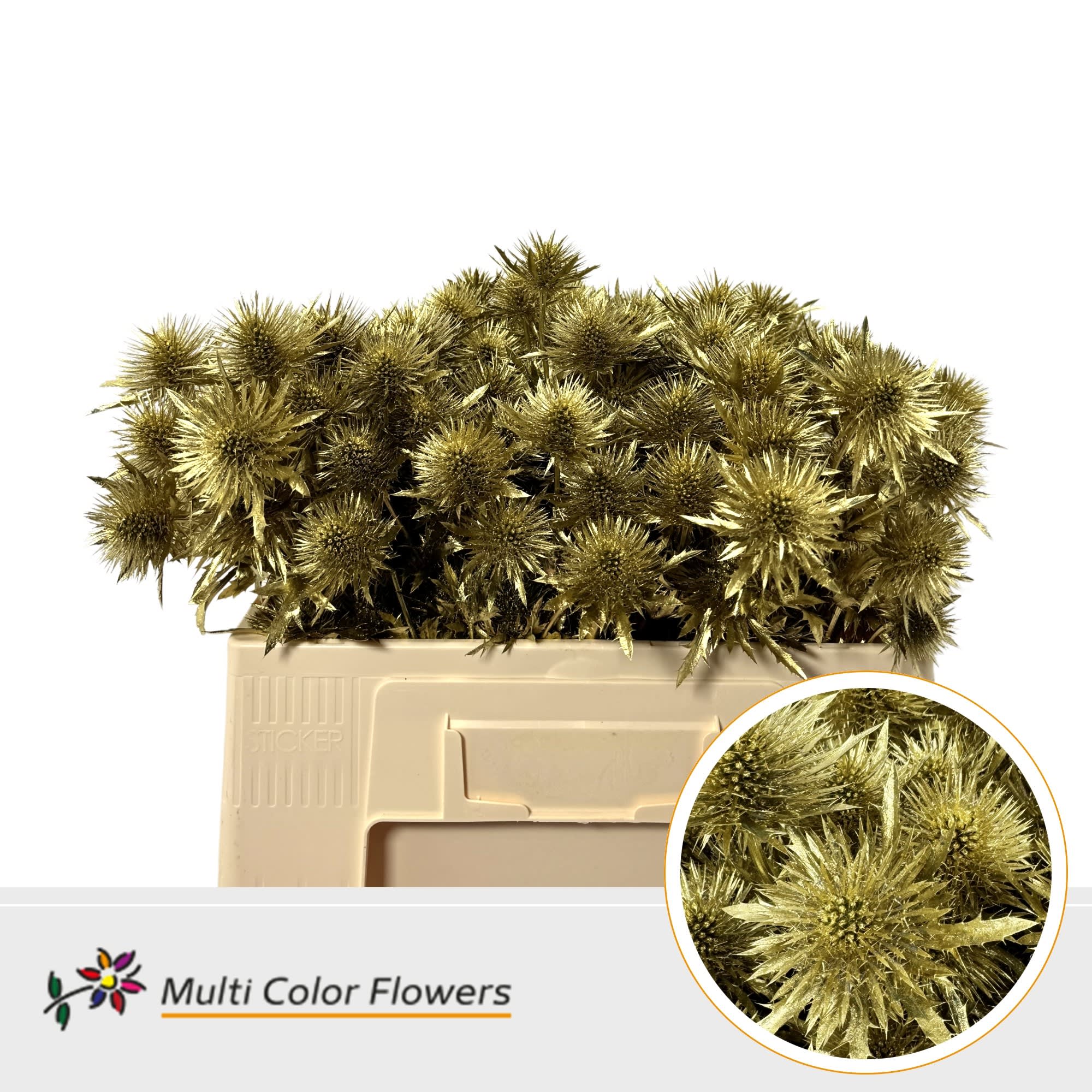 Срезанные цветы оптом Eryngium paint gold от 60шт из Голландии с доставкой по России