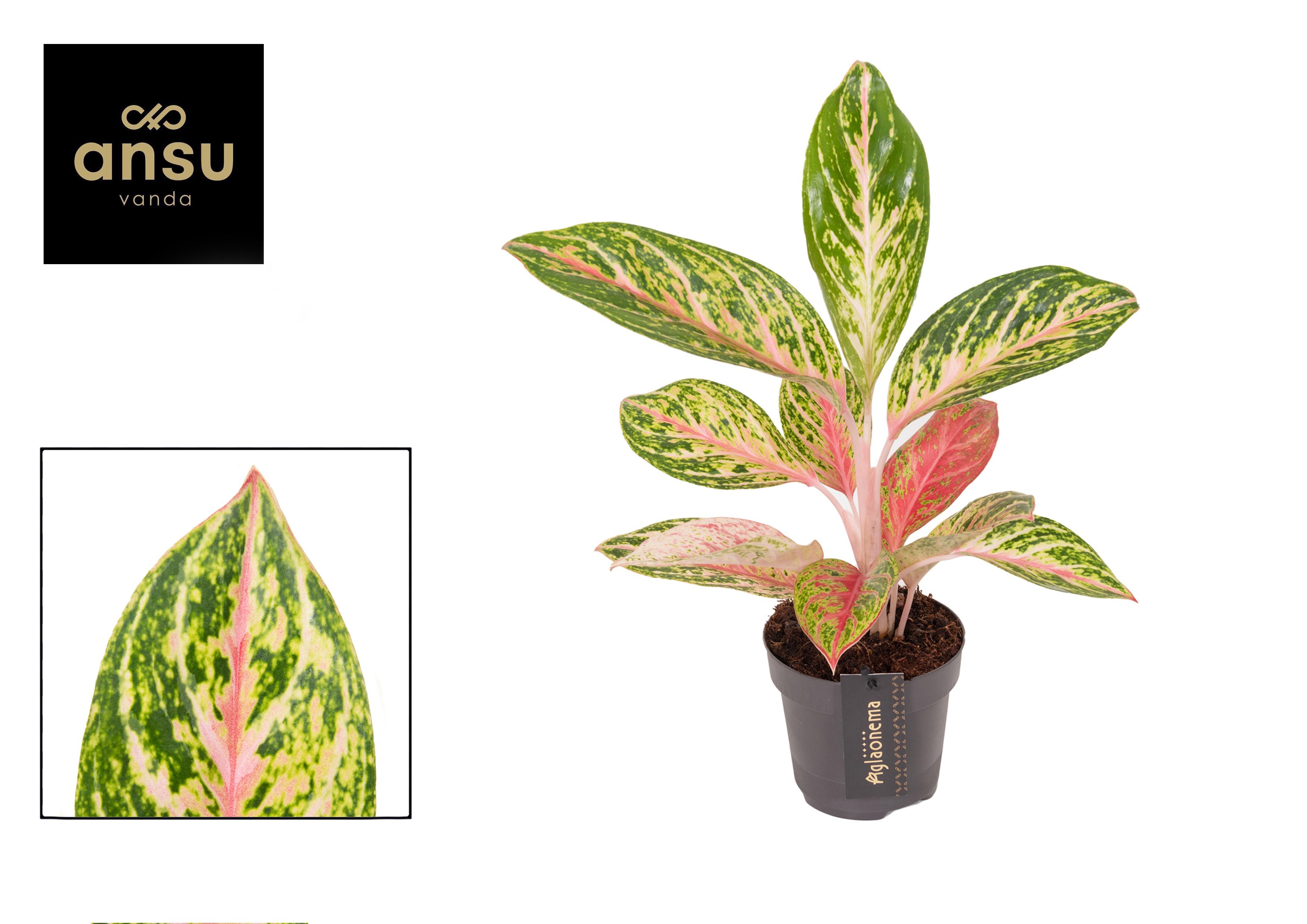 Горшечные цветы и растения оптом Aglaonema Coco Melon от 6шт из Голландии с доставкой по России