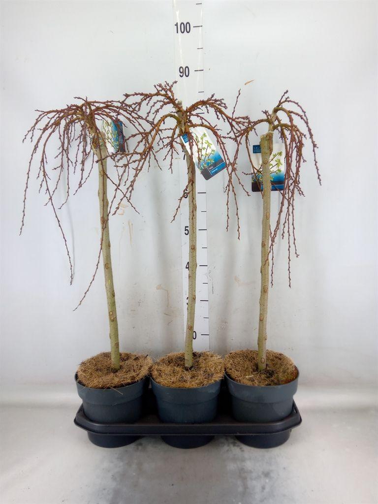 Горшечные цветы и растения оптом Salix Arbuscula от 3шт из Голландии с доставкой по России