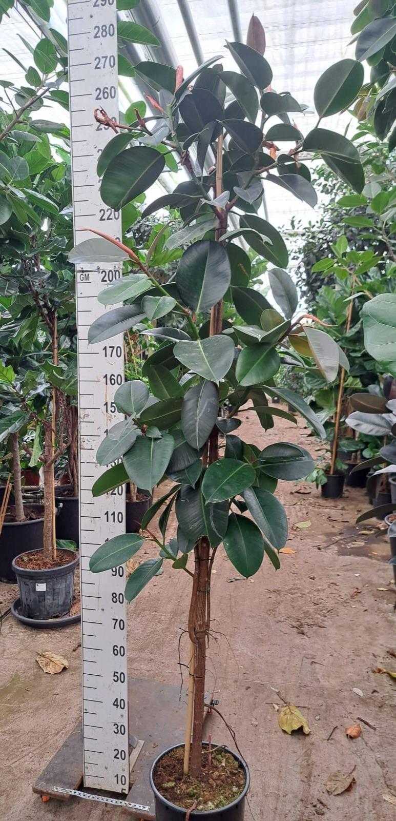 Горшечные цветы и растения оптом Ficus El Robusta On Stem от 1шт из Голландии с доставкой по России