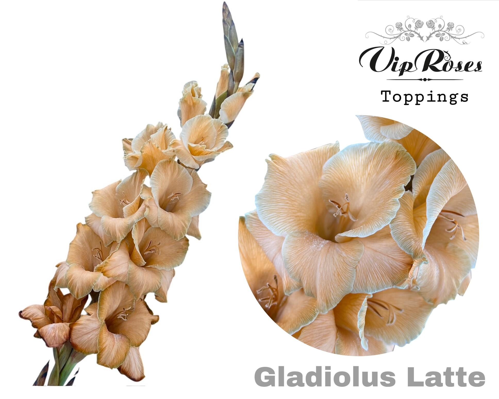 Срезанные цветы оптом Gladiolus la paint latte от 40шт из Голландии с доставкой по России