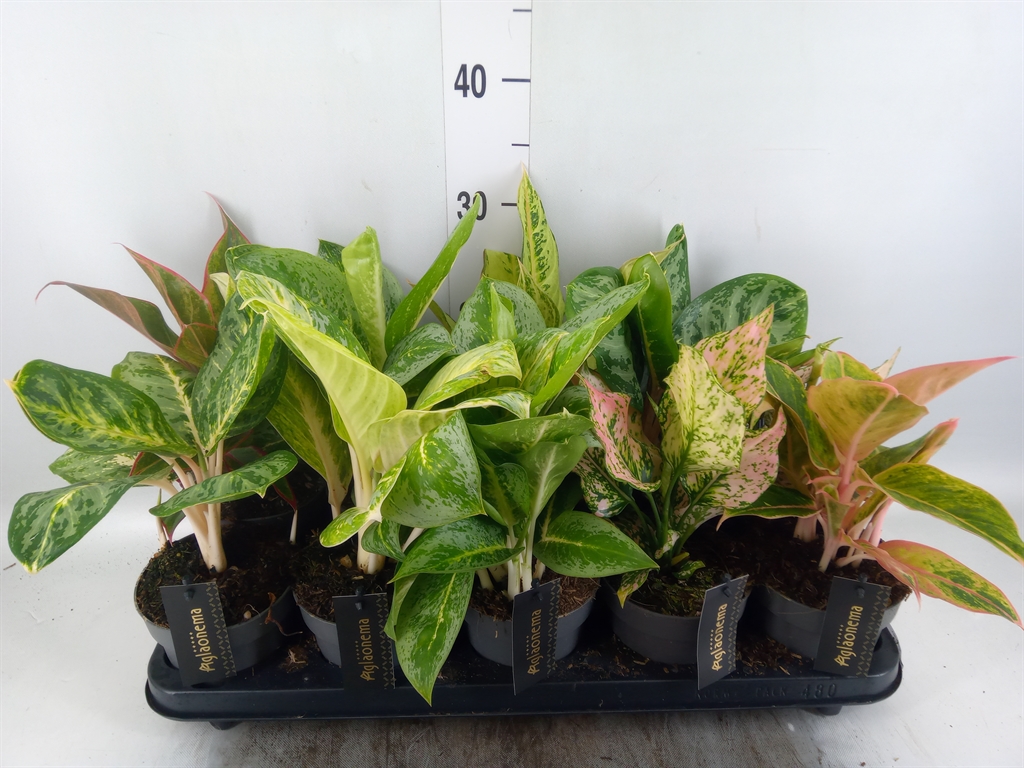 Горшечные цветы и растения оптом Aglaonema   ... от 10шт из Голландии с доставкой по России