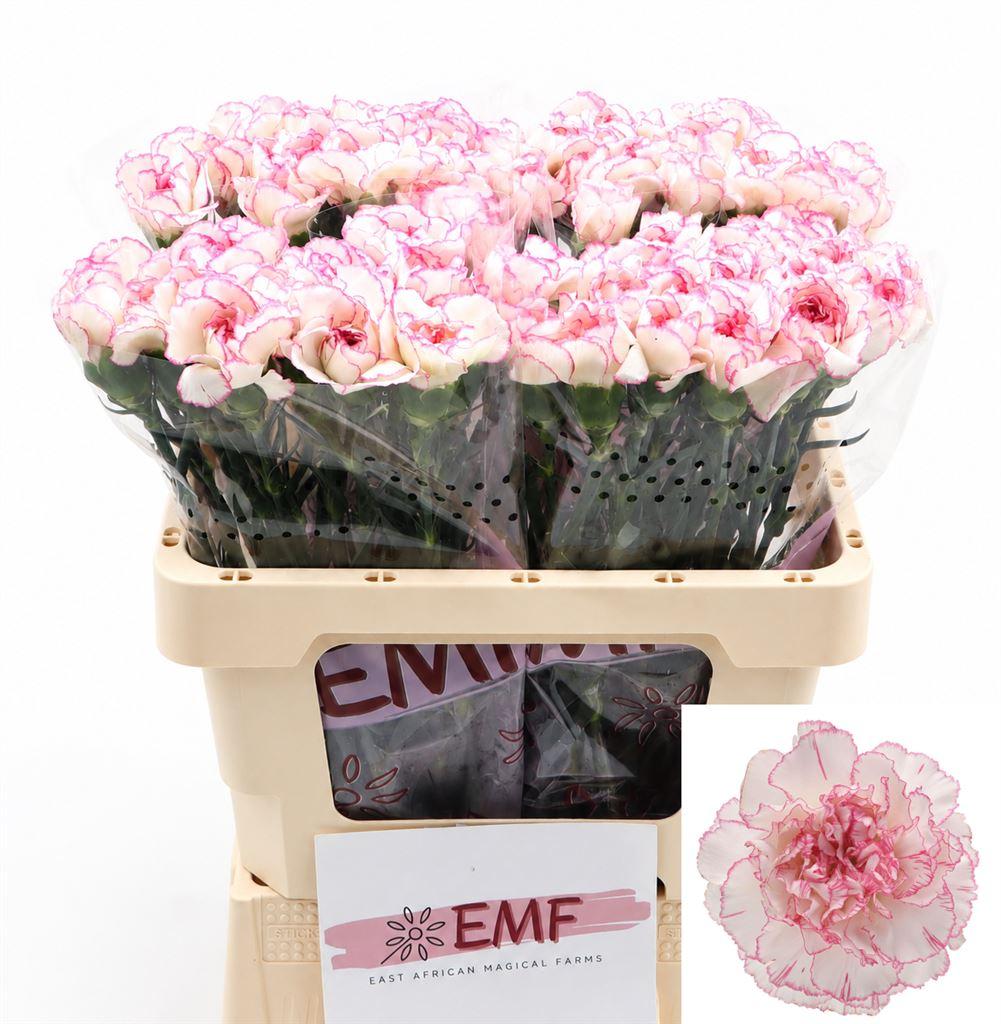 Срезанные цветы оптом Dianthus st pastel damascus от 80шт из Голландии с доставкой по России