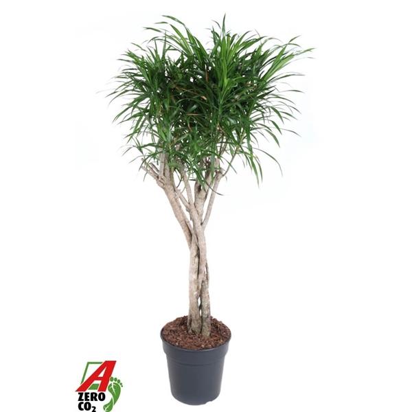 Горшечные цветы и растения оптом Dracaena Anita Varriegata Twisted от 1шт из Голландии с доставкой по России