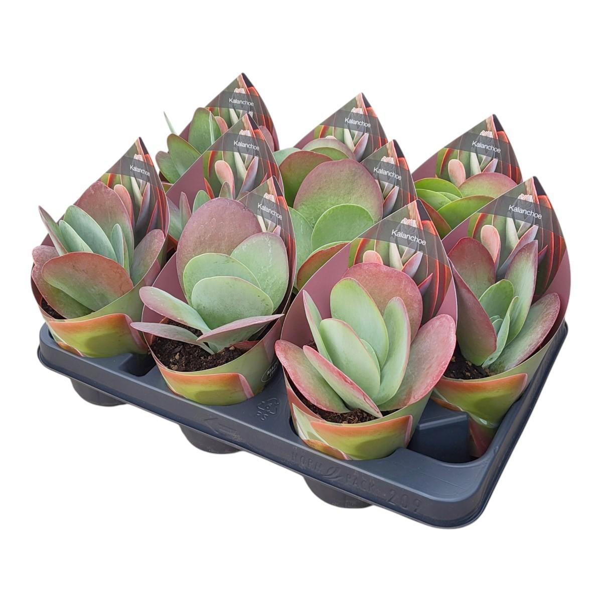 Горшечные цветы и растения оптом Kalanchoe Thyrsiflora Potcover от 9шт из Голландии с доставкой по России