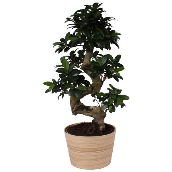 Горшечные цветы и растения оптом Ficus Ginseng S-shape In Ceramic от 2шт из Голландии с доставкой по России