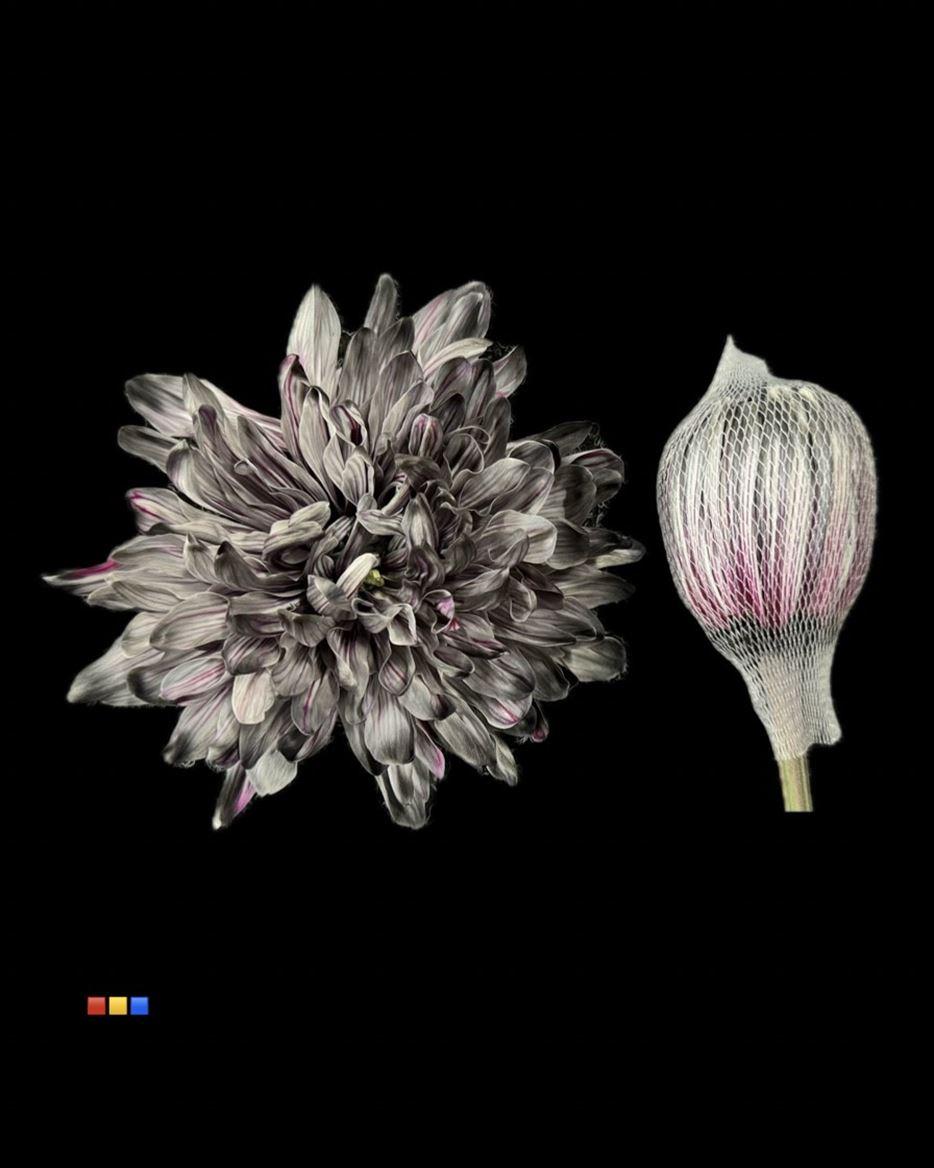 Срезанные цветы оптом Chrys bl paint antonov roulette от 40шт из Голландии с доставкой по России