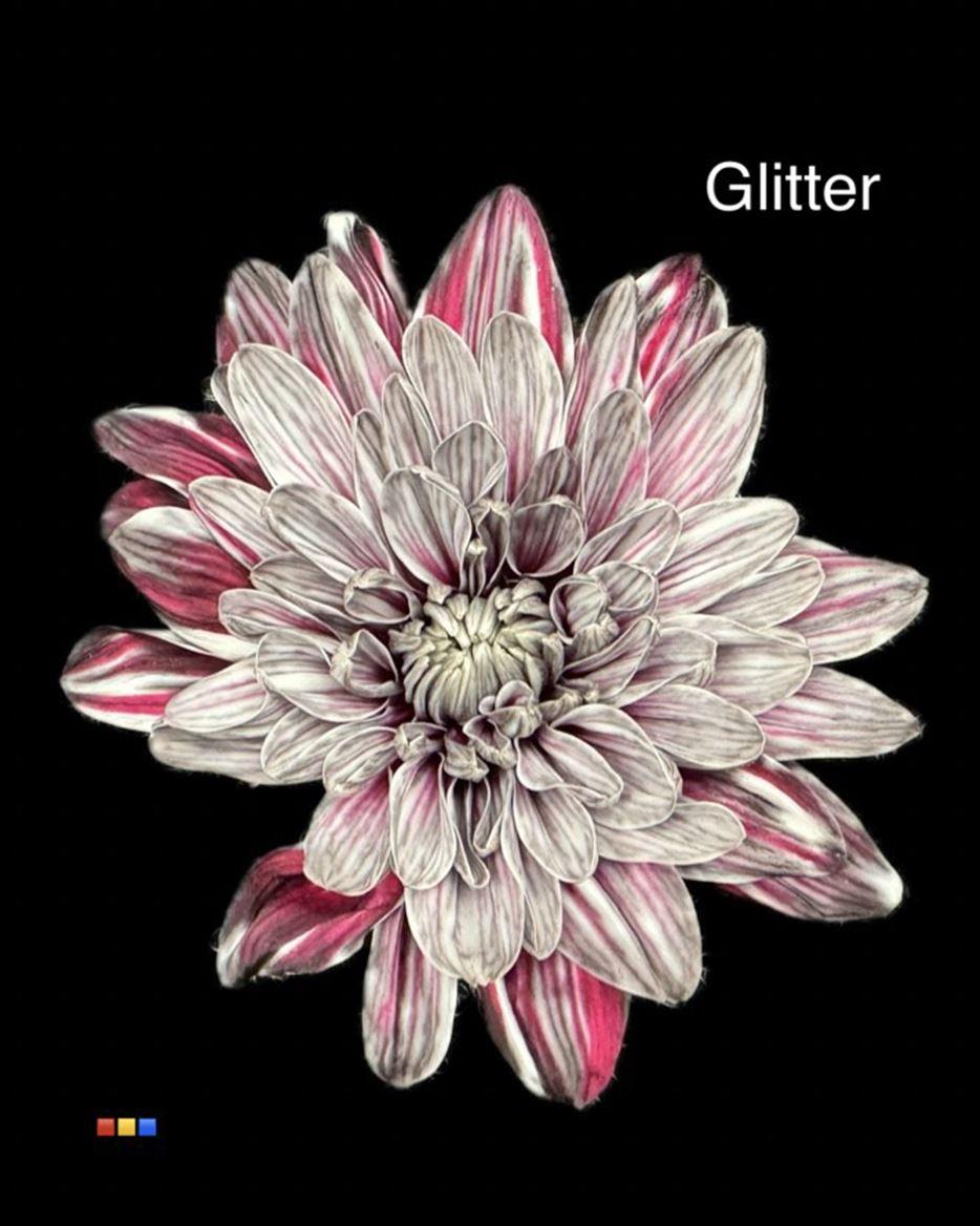 Срезанные цветы оптом Chrys sp paint baltica roulette 2 colour от 40шт из Голландии с доставкой по России