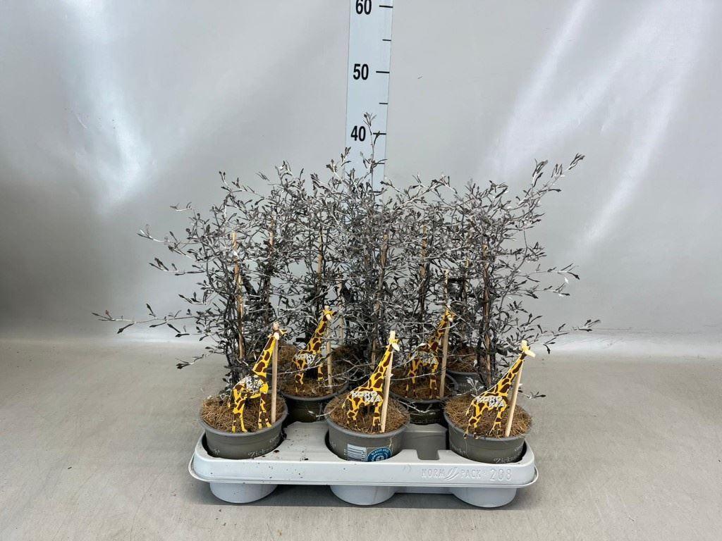 Горшечные цветы и растения оптом Corokia Cotoneaster от 9шт из Голландии с доставкой по России