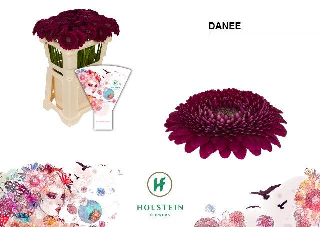 Срезанные цветы оптом Germini gerponi parade от 80шт из Голландии с доставкой по России