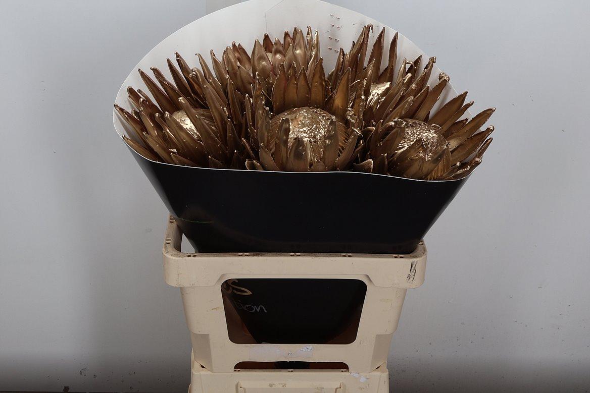 Срезанные цветы оптом Protea wax gold от 5шт из Голландии с доставкой по России