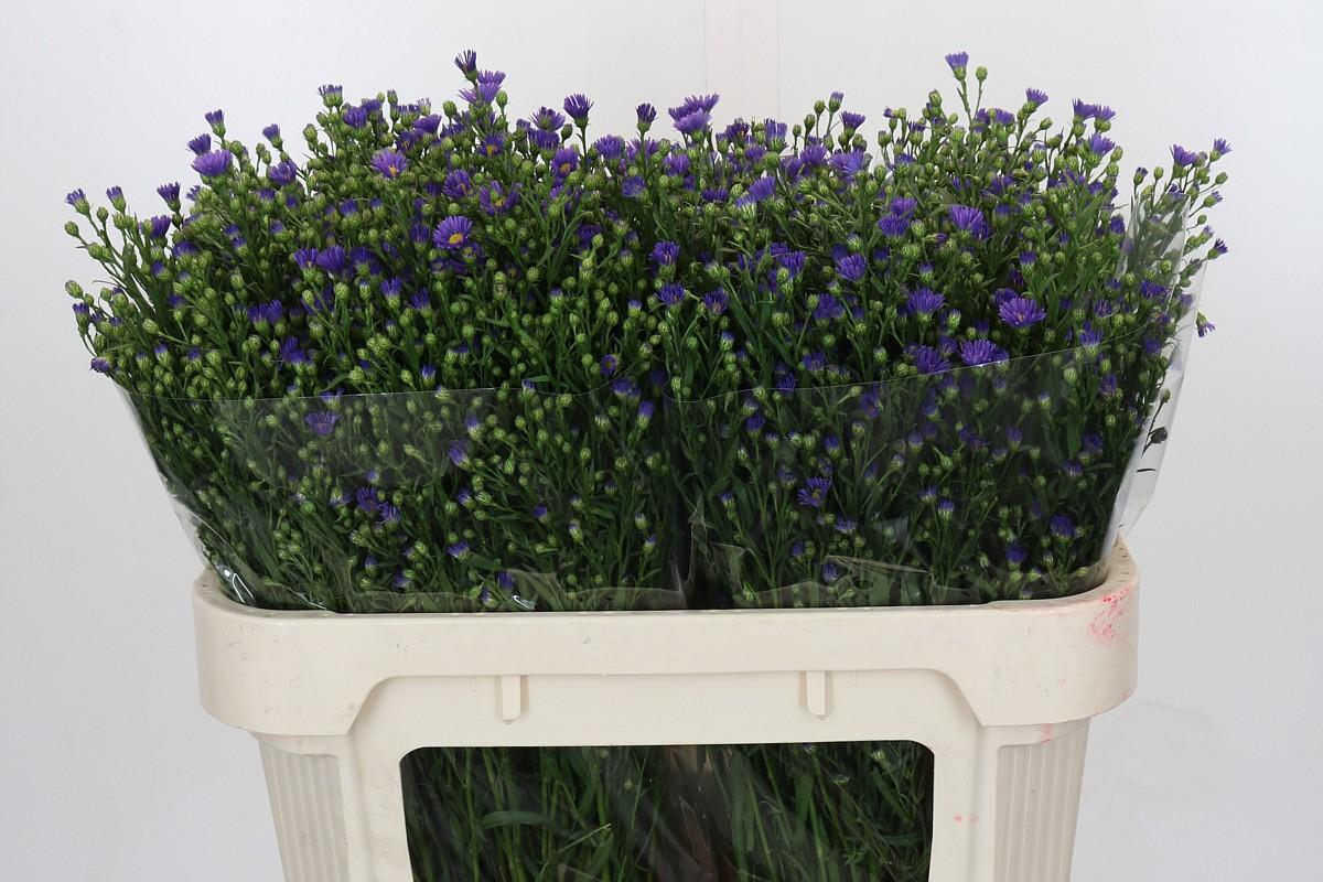 Срезанные цветы оптом Aster casamare от 100шт из Голландии с доставкой по России