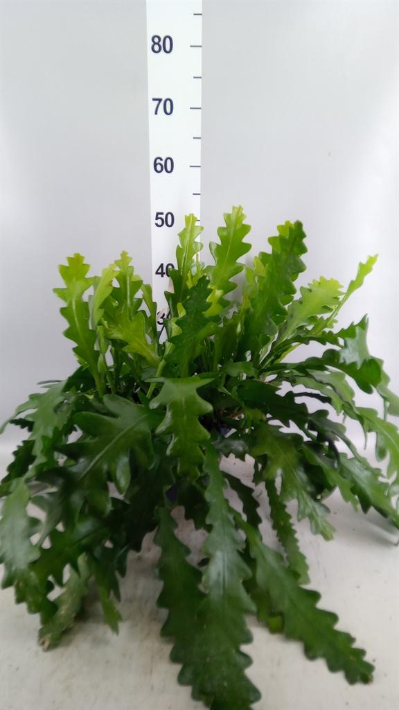 Горшечные цветы и растения оптом Epiphyllum Anguliger от 1шт из Голландии с доставкой по России