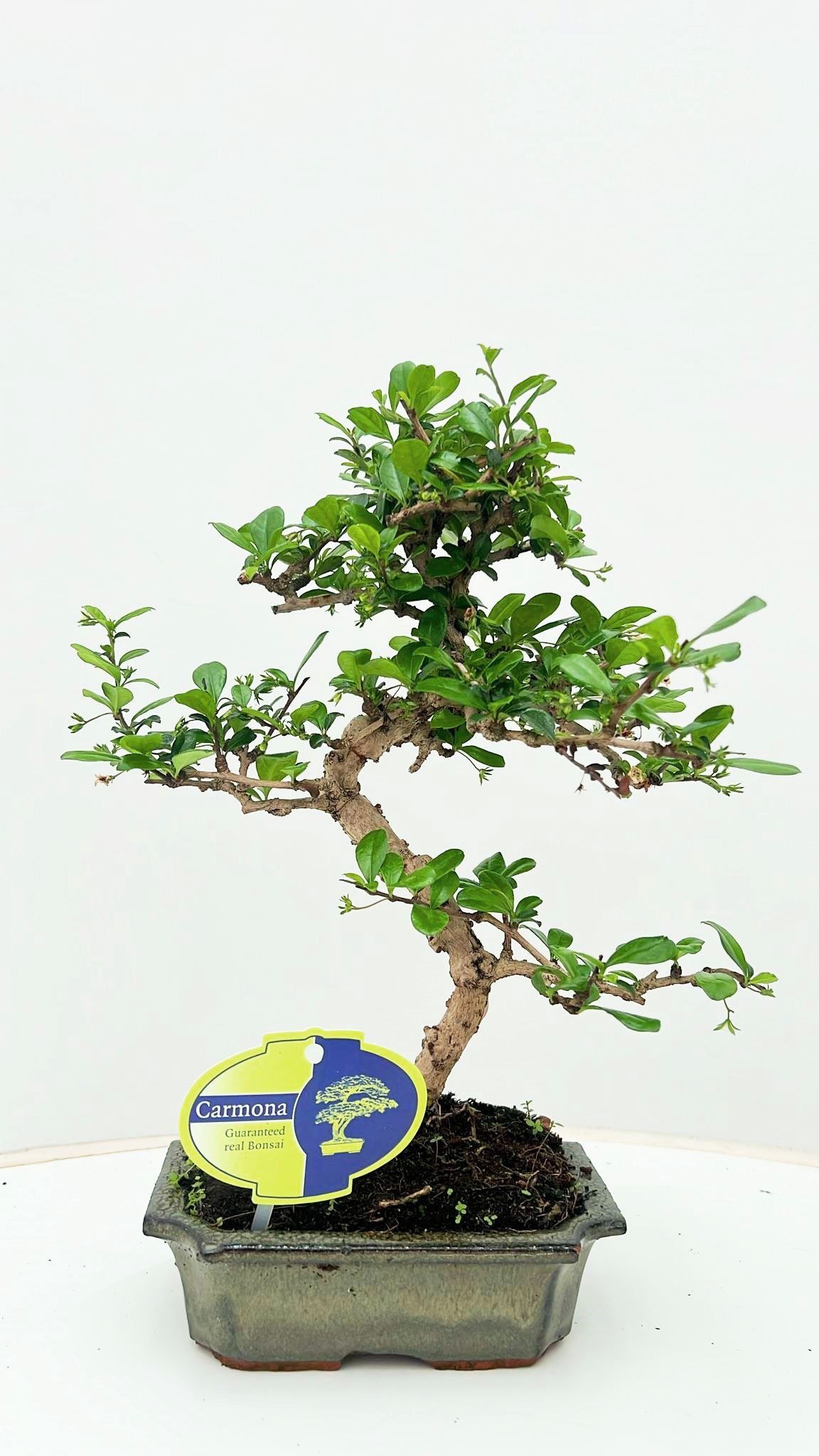 Горшечные цветы и растения оптом Bonsai Carmona Macrophylla, Without от 10шт из Голландии с доставкой по России