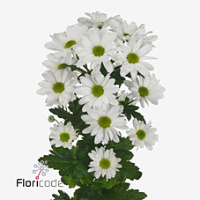 Срезанные цветы оптом Chrys sp kennedy от 20шт из Голландии с доставкой по России