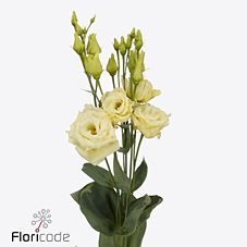 Срезанные цветы оптом Lisianthus do alissa yellow от 20шт из Голландии с доставкой по России