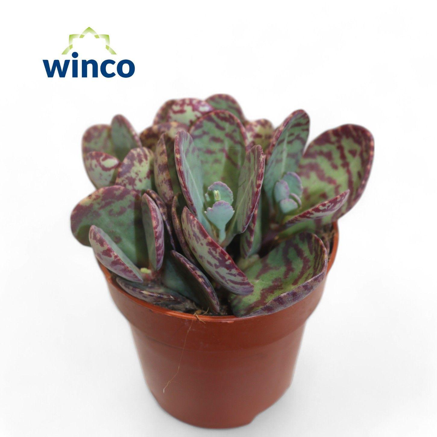 Горшечные цветы и растения оптом Kalanchoe Marmorata (leopard) от 18шт (для телеги) из Голландии с доставкой по России