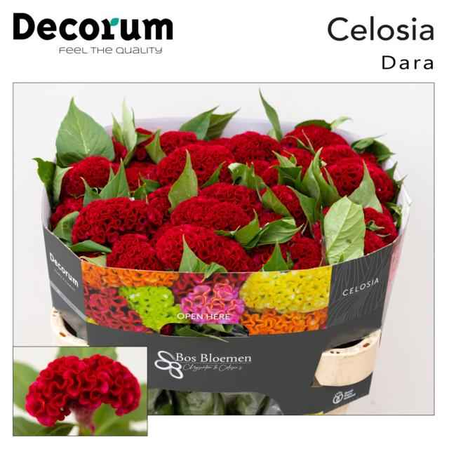 Срезанные цветы оптом Celosia act dara от 40шт из Голландии с доставкой по России