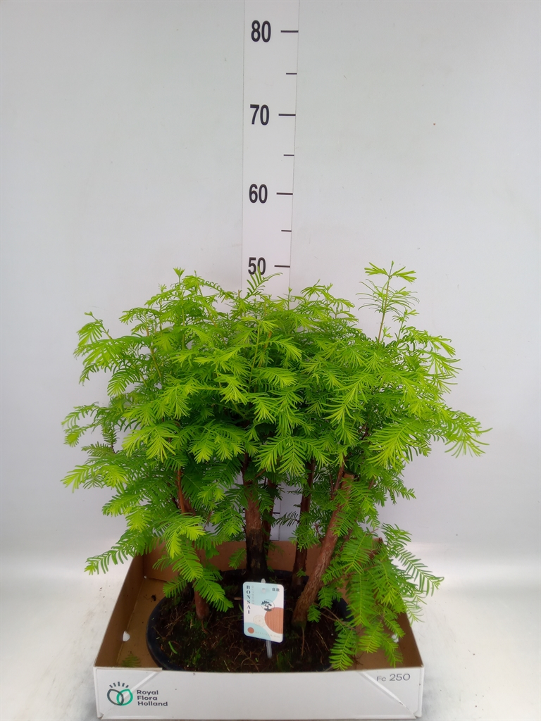 Горшечные цветы и растения оптом Bonsai   ... от 1шт из Голландии с доставкой по России