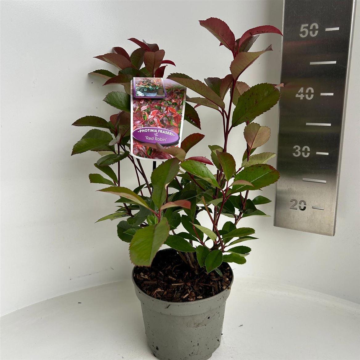 Горшечные цветы и растения оптом Photinia Fraseri Red Robin от 6шт из Голландии с доставкой по России