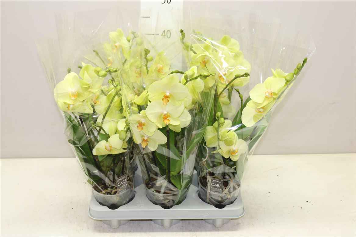 Горшечные цветы и растения оптом Phal Tablo Limoncello 3 Tak от 6шт из Голландии с доставкой по России