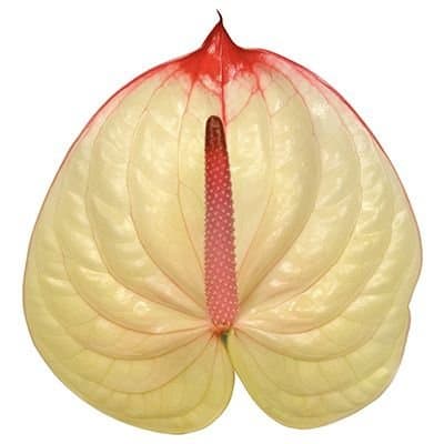 Срезанные цветы оптом Anthurium kaseko от 20шт из Голландии с доставкой по России