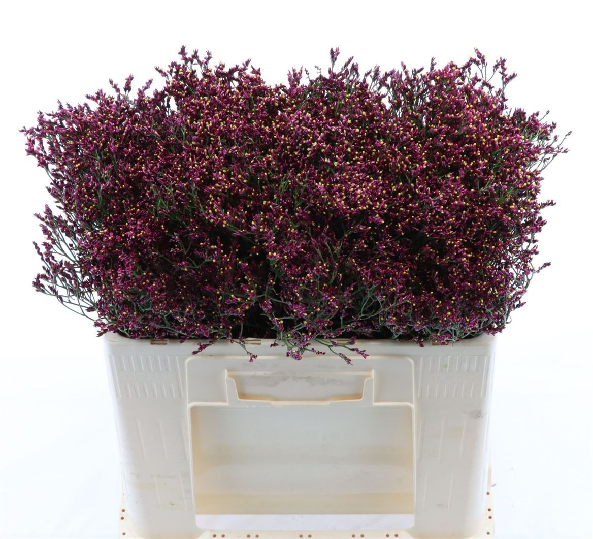 Срезанные цветы оптом Limonium scarlett diamond от 950шт из Голландии с доставкой по России